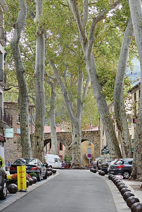 Céret - Immobilier - CENTURY 21 Duprat & Associés - Les_grands_platanes