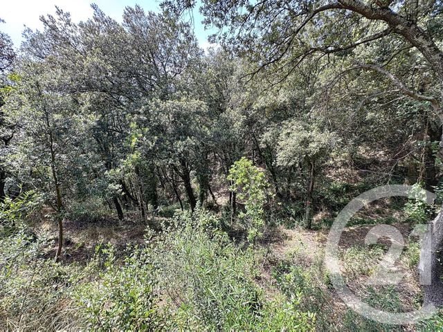 maison à vendre - 10 pièces - 337.75 m2 - OMS - 66 - LANGUEDOC-ROUSSILLON - Century 21 Agence Des Cerisiers