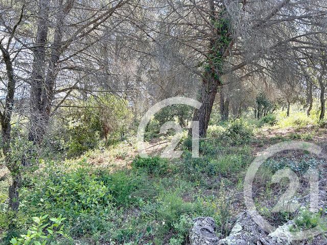 terrain à vendre - 10300.0 m2 - LLAURO - 66 - LANGUEDOC-ROUSSILLON - Century 21 Agence Des Cerisiers