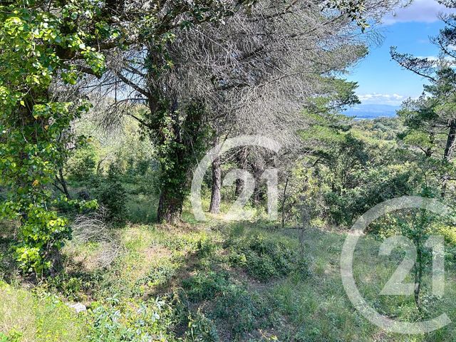 terrain à vendre - 10000.0 m2 - LLAURO - 66 - LANGUEDOC-ROUSSILLON - Century 21 Agence Des Cerisiers