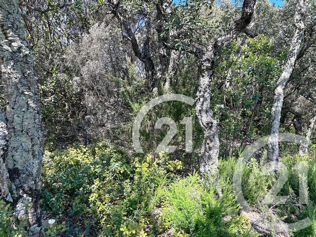 terrain à vendre - 10000.0 m2 - LLAURO - 66 - LANGUEDOC-ROUSSILLON - Century 21 Agence Des Cerisiers