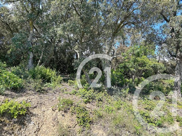 terrain à vendre - 10000.0 m2 - LLAURO - 66 - LANGUEDOC-ROUSSILLON - Century 21 Agence Des Cerisiers