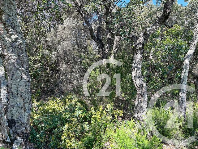 terrain à vendre - 10000.0 m2 - LLAURO - 66 - LANGUEDOC-ROUSSILLON - Century 21 Agence Des Cerisiers