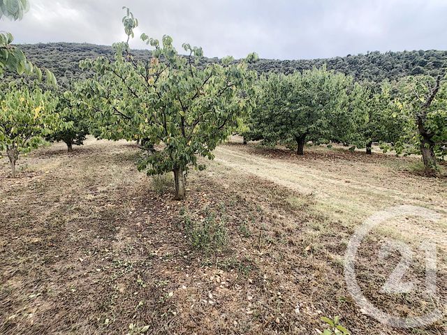 terrain à vendre - 2900.0 m2 - REYNES - 66 - LANGUEDOC-ROUSSILLON - Century 21 Agence Des Cerisiers