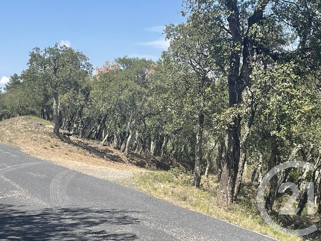 terrain à vendre - 13479.0 m2 - LLAURO - 66 - LANGUEDOC-ROUSSILLON - Century 21 Agence Des Cerisiers