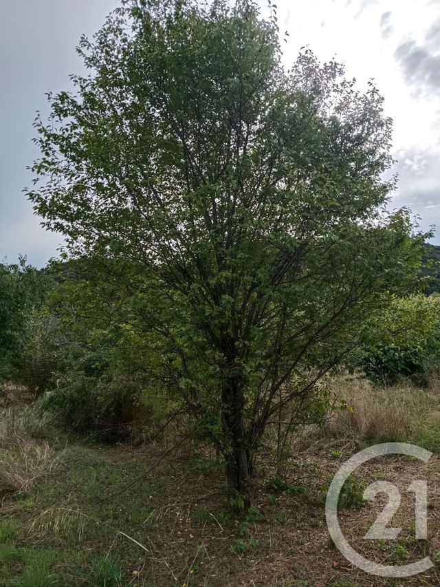 terrain à vendre - 3400.0 m2 - AMELIE LES BAINS PALALDA - 66 - LANGUEDOC-ROUSSILLON - Century 21 Agence Des Cerisiers