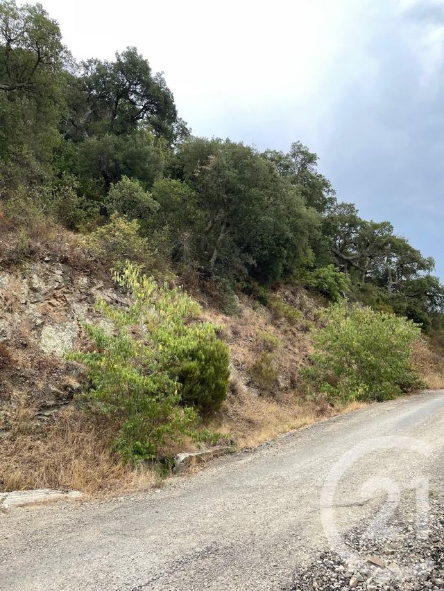 terrain à vendre - 7337.0 m2 - MAUREILLAS LAS ILLAS - 66 - LANGUEDOC-ROUSSILLON - Century 21 Agence Des Cerisiers