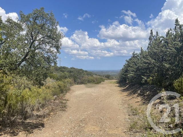terrain à vendre - 13479.0 m2 - LLAURO - 66 - LANGUEDOC-ROUSSILLON - Century 21 Agence Des Cerisiers