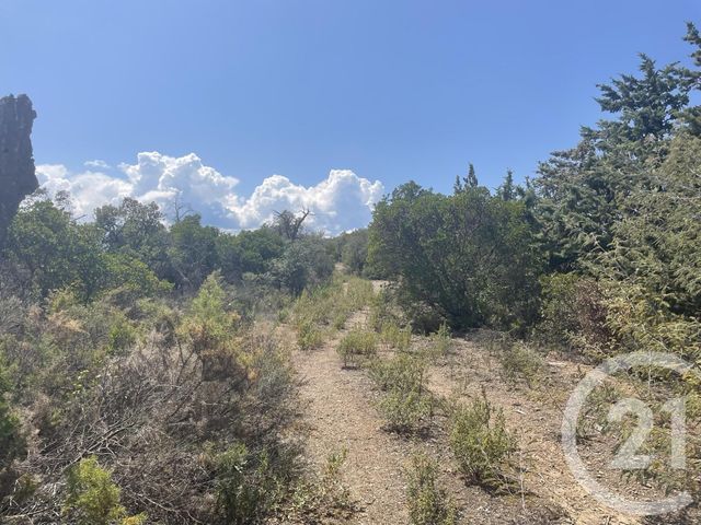 terrain à vendre - 13479.0 m2 - LLAURO - 66 - LANGUEDOC-ROUSSILLON - Century 21 Agence Des Cerisiers