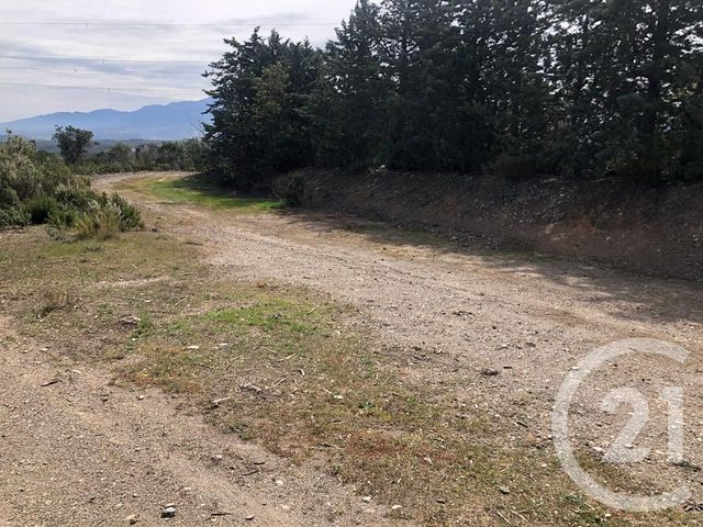 terrain à vendre - 13479.0 m2 - LLAURO - 66 - LANGUEDOC-ROUSSILLON - Century 21 Agence Des Cerisiers
