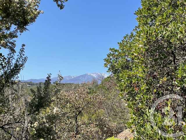 terrain à vendre - 13479.0 m2 - LLAURO - 66 - LANGUEDOC-ROUSSILLON - Century 21 Agence Des Cerisiers