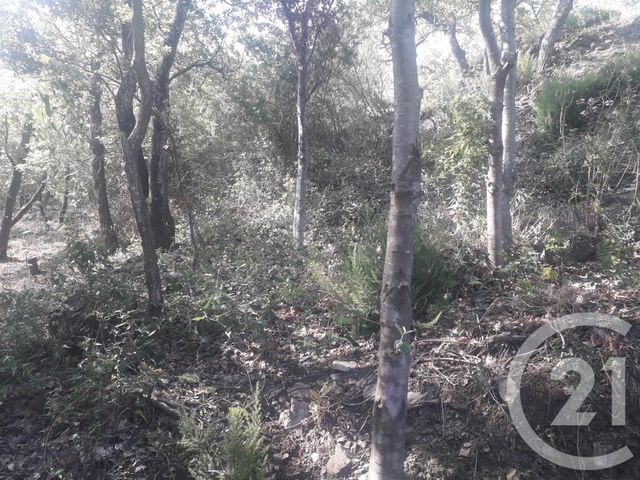 terrain à vendre - 4700.0 m2 - MONTESQUIEU DES ALBERES - 66 - LANGUEDOC-ROUSSILLON - Century 21 Agence Des Cerisiers